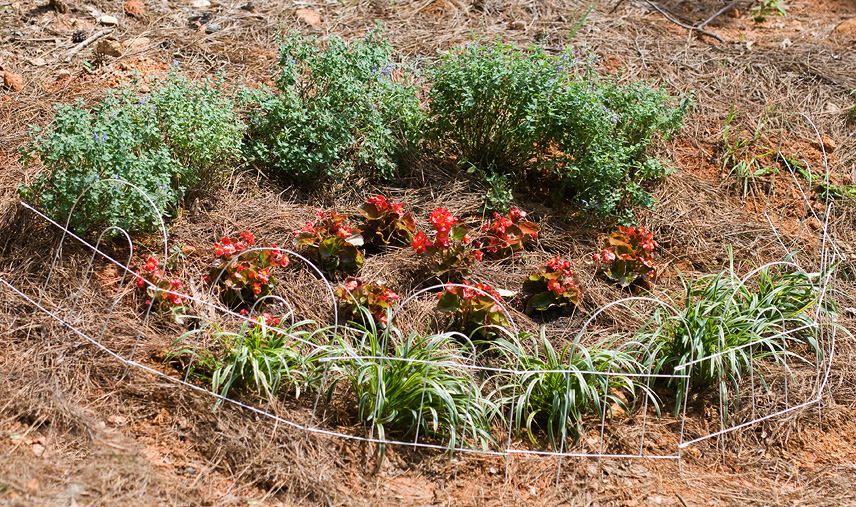 What's a good wintertime plant (zn7) to replace begonias