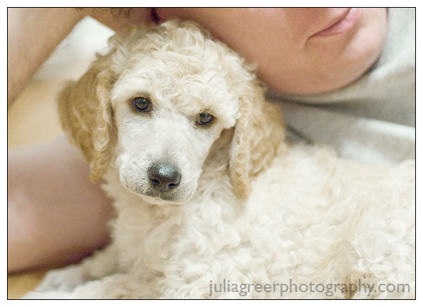 3 month old standard poodle