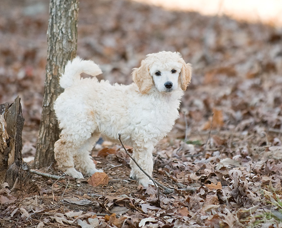 toy poodle tail